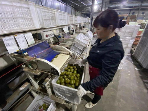 當客服指尖舞動千次咨詢，蒲江獼猴桃乘天貓雙11東風破浪